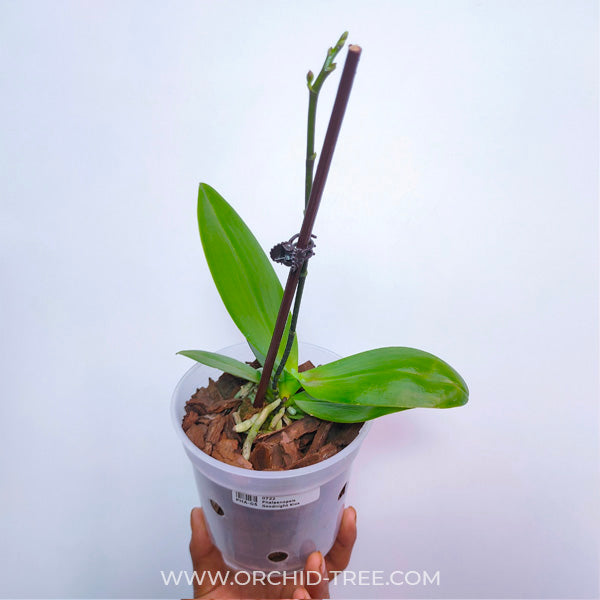 Phalaenopsis Goodnight Kiss - FF