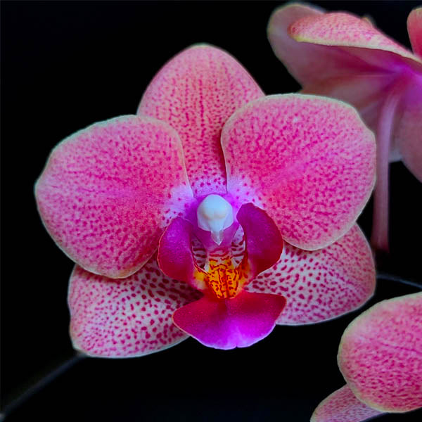 Phalaenopsis Gypsy Festival - BS