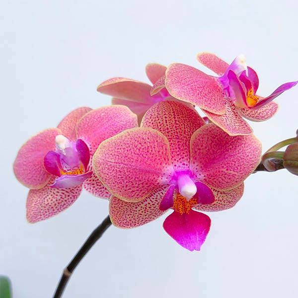 Phalaenopsis Gypsy Festival - BS