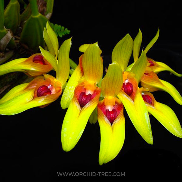 Bulbophyllum graveolens sp. - BS
