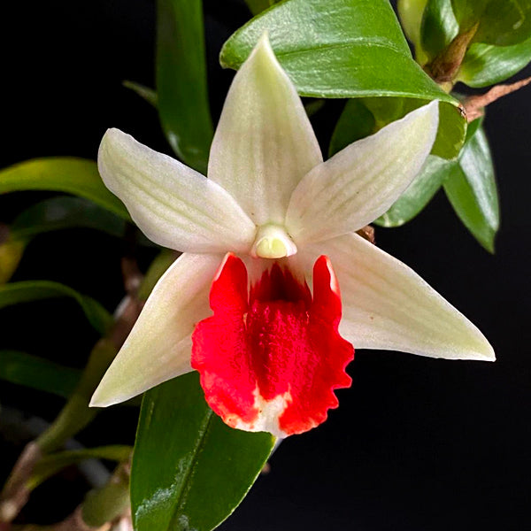 Dendrobium Jairak Green Frost - FF