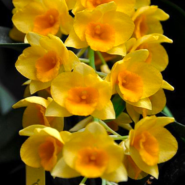 Dendrobium griffithianum sp. - BS