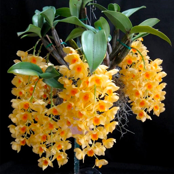 Dendrobium griffithianum sp. - BS