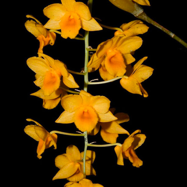 Dendrobium griffithianum sp. - BS