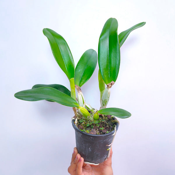 Cattleya Hiroshima Melody - BS