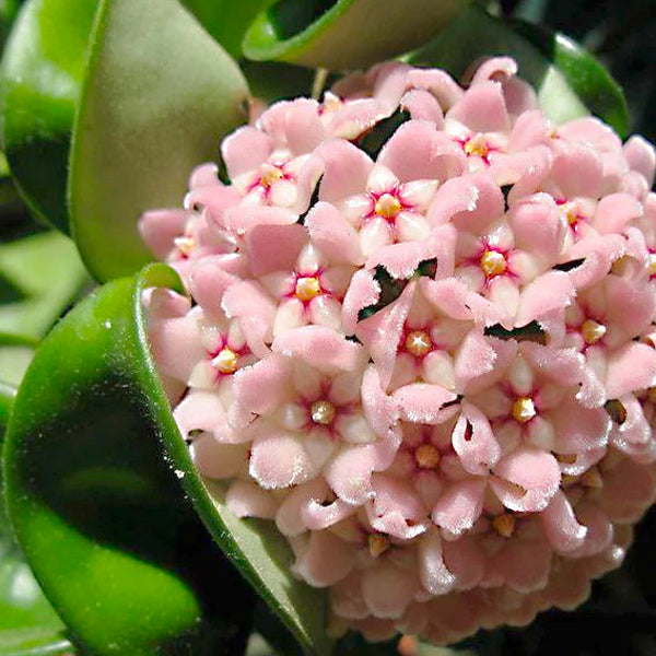 Twisted Rope Hoya Plant