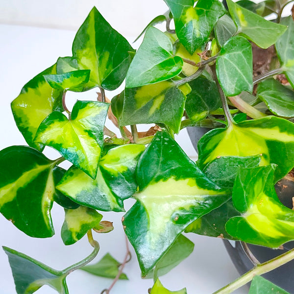 English Ivy