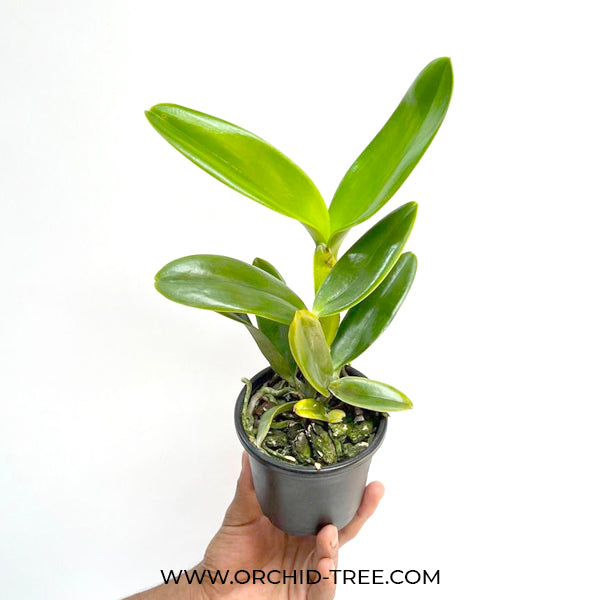 Cattleya Jairak Breeze - BS