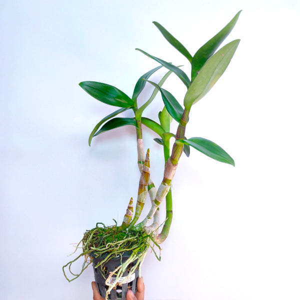 Dendrobium Jairak Spider No. 584 x discolor - BS