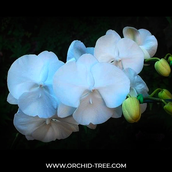 Phalaenopsis Lianher Jellyfish - FF