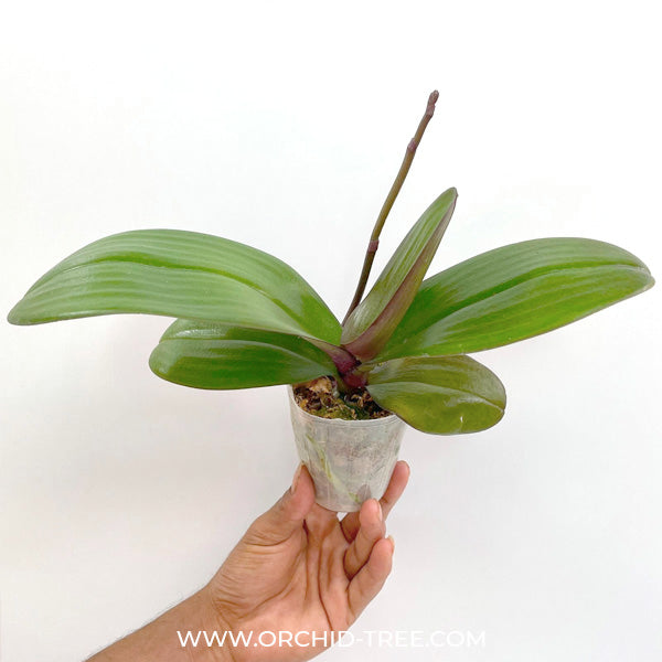 Phalaenopsis Jincheng Lover White Lip - BS