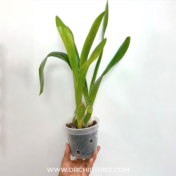 Grammatophyllum Jumbo Grand- BS