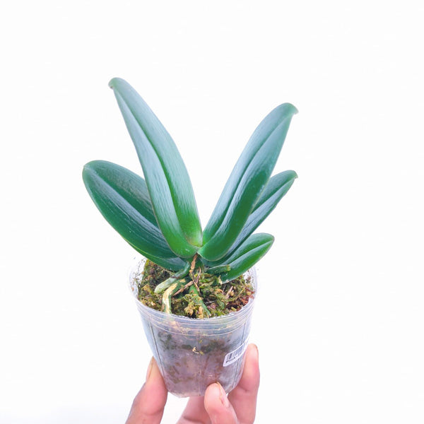 Phalaenopsis Kaoda Twinkle - BS