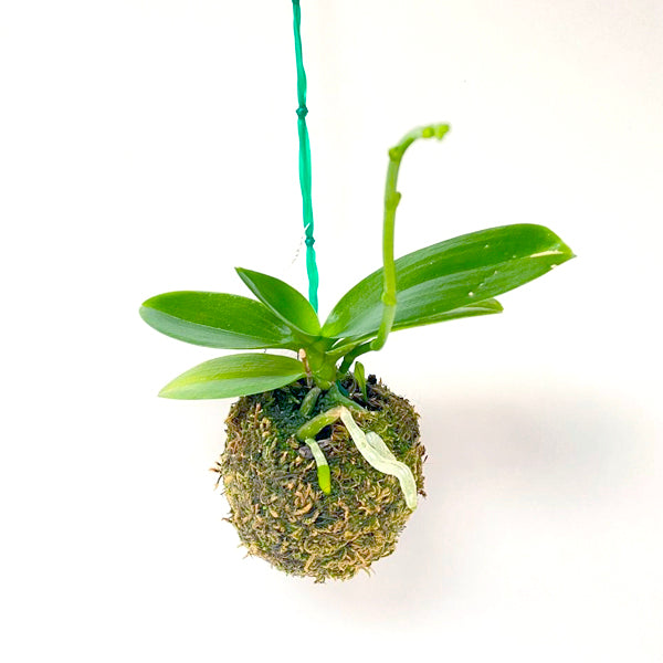 Kokedama Phalaenopsis Young home Bella - FF (Miniature)