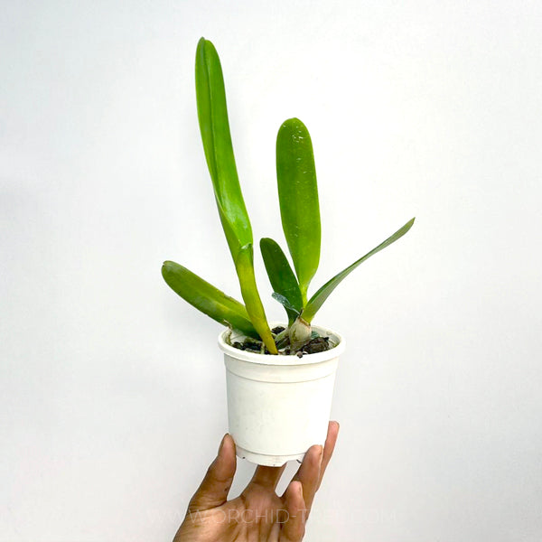 Cattleya labiata var. semi-alba sp. - BS