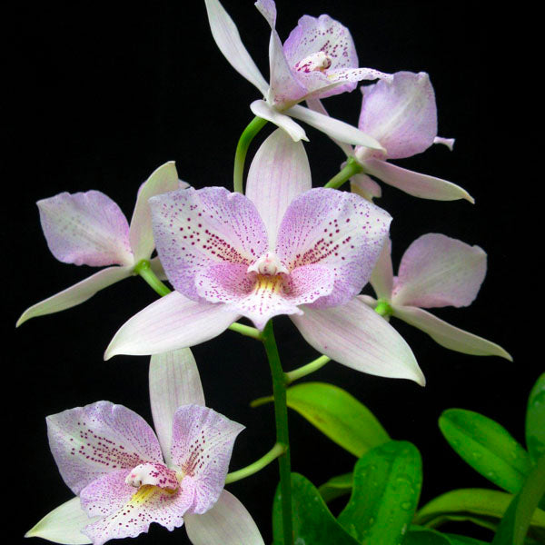 Cattleya (Caulocattleya) Chantilly Lace Orchid Plant - BS