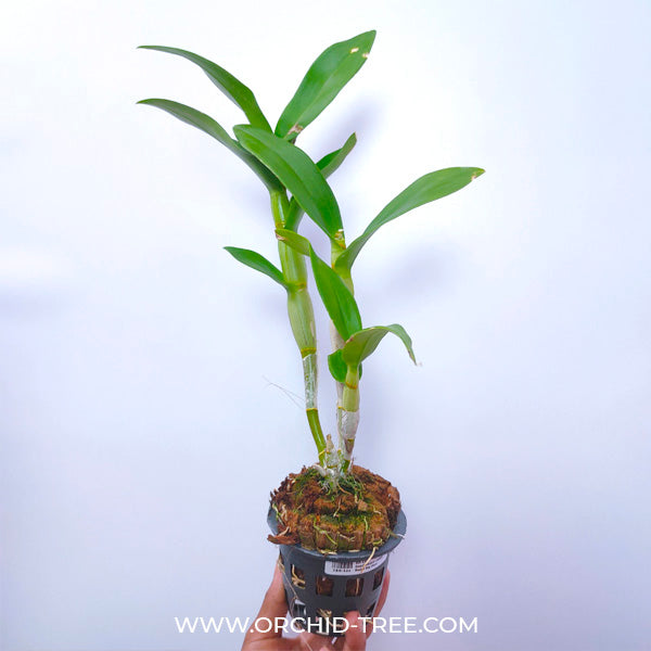Dendrobium Ladda Red x Big Ham - BS