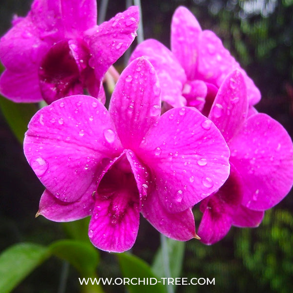 Dendrobium Ladda Red x Big Ham - BS