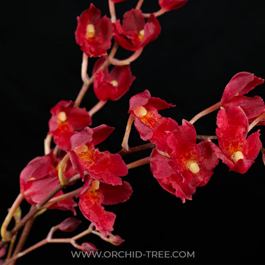 Oncidium (Hwra.) Lava Burst Orchid Plant - BS