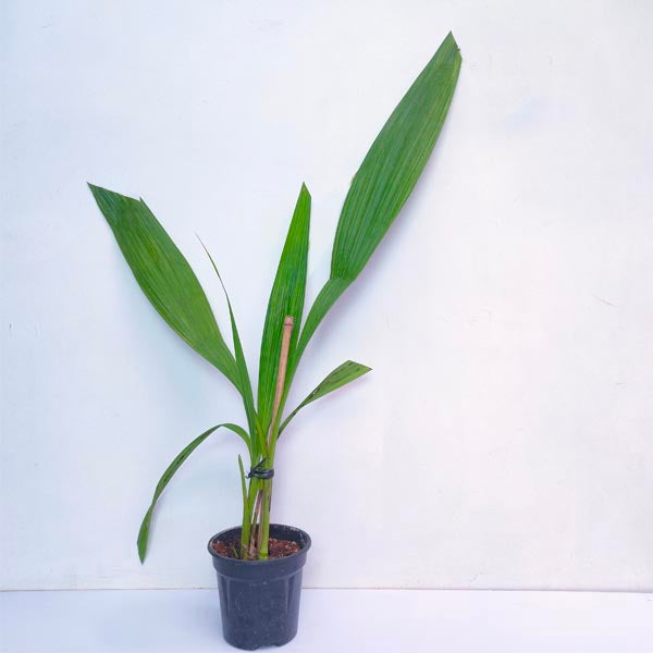 Spathoglottis Light Lavender - BS