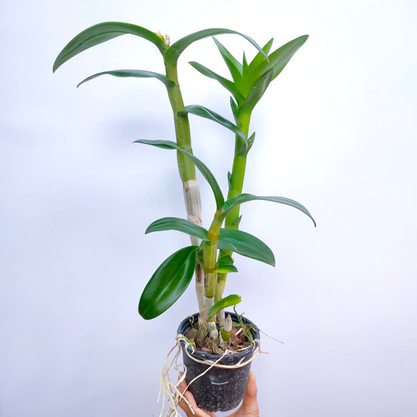 Dendrobium Arredang Light Blue - BS