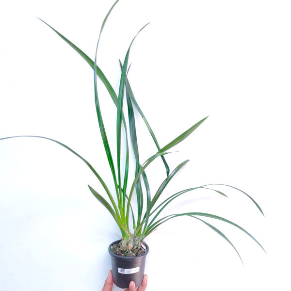 Cymbidium Lilliput Gemini - BS