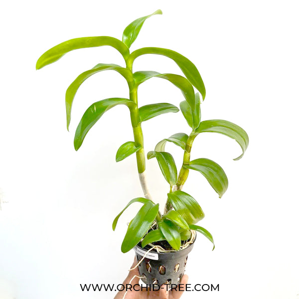 Dendrobium Lipstick - BS