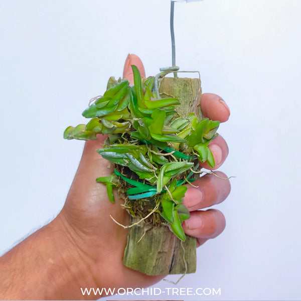 Epidendrum longirepens sp. - BS