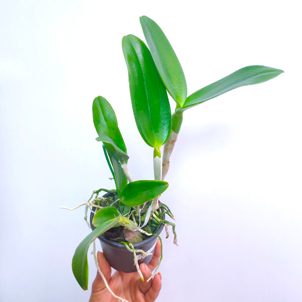 Cattleya Loogtone Yellow - BS