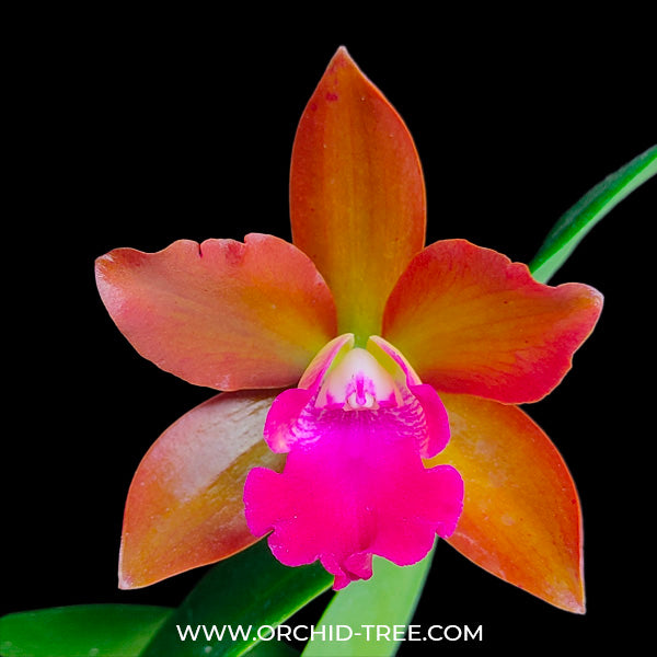 Cattleya Loogtone Yellow - BS