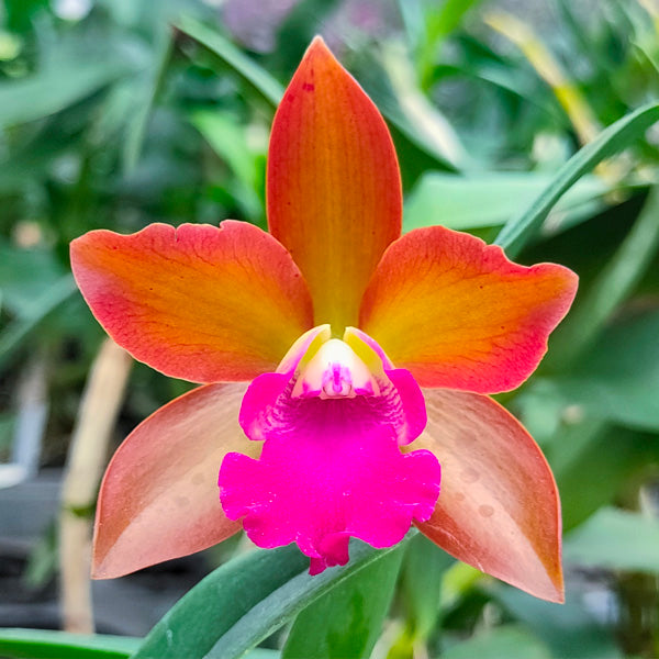 Cattleya Loogtone Yellow - BS