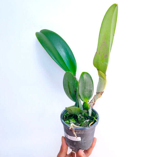 Cattleya Lucky Strike x Ronald Hausermann - BS