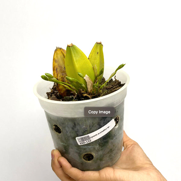 Lycaste aromatica sp. -| BS