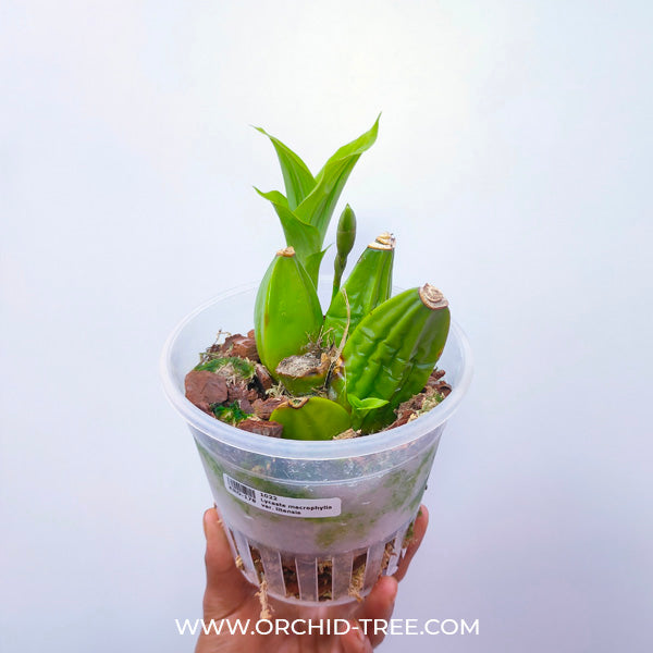 Lycaste macrophylla var. litensis - BS
