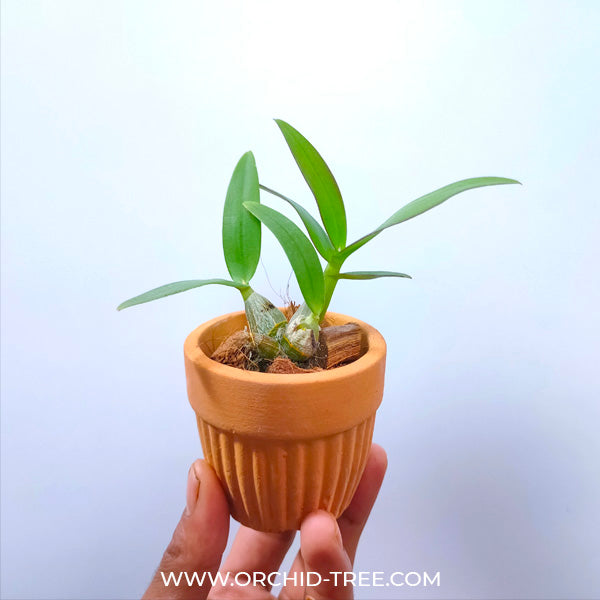 Dendrobium Mickey Mouse (Miniature) -BS