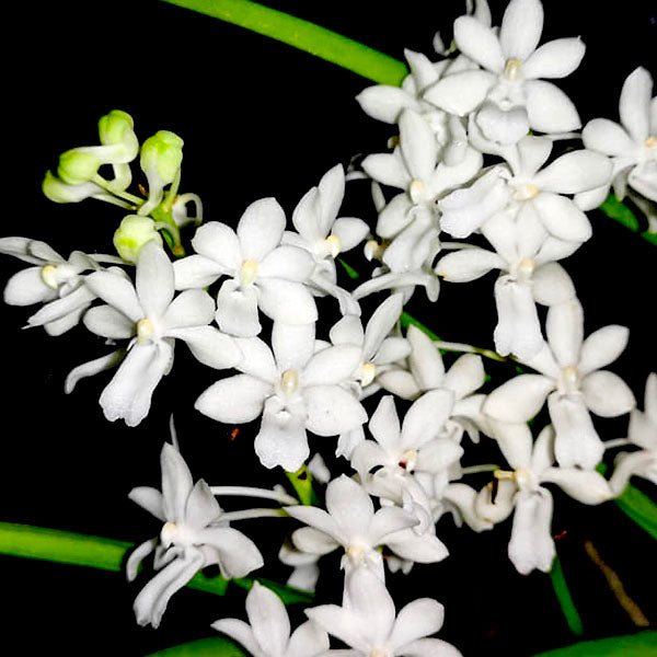 Rhynchodenia Magic Wand Alba - FF