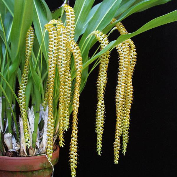 Dendrochilum magnum sp. - BS