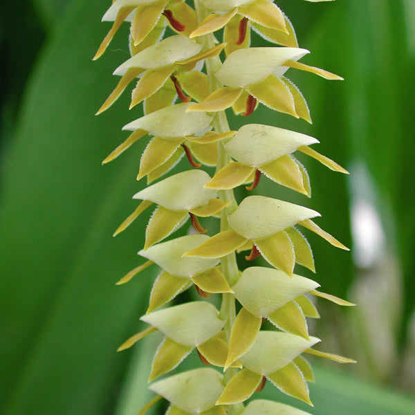 Dendrochilum magnum sp. - BS