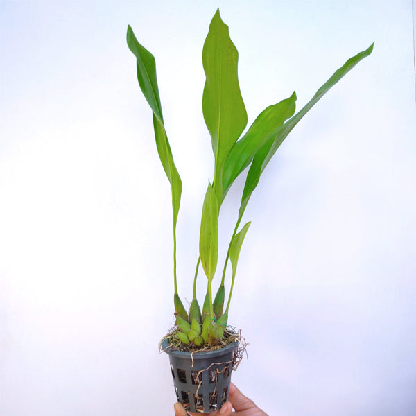 Dendrochilum magnum sp. - BS