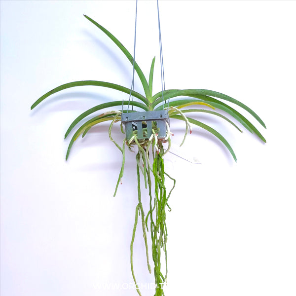 Vanda (Ascda.) Majic Wall Blue - BS