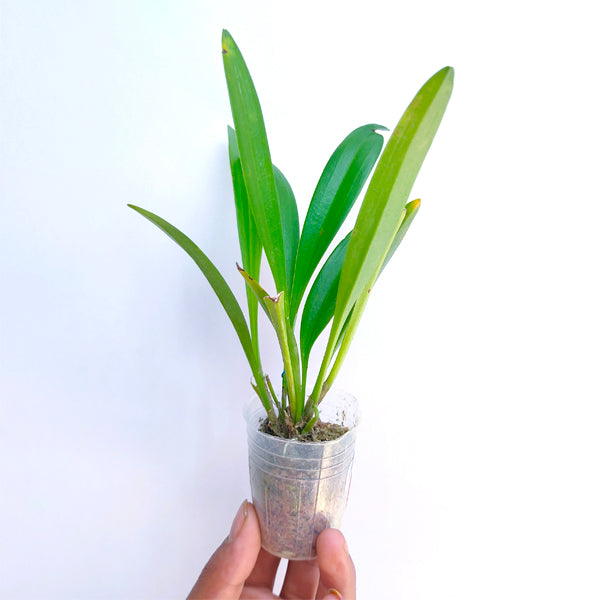 Masdevallia Yellow (Monkey Face Orchid) - BS