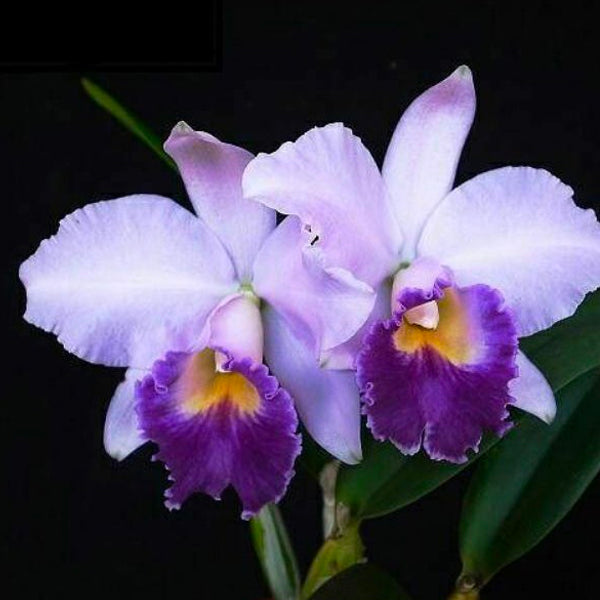 Cattleya Hiroshima Melody - BS
