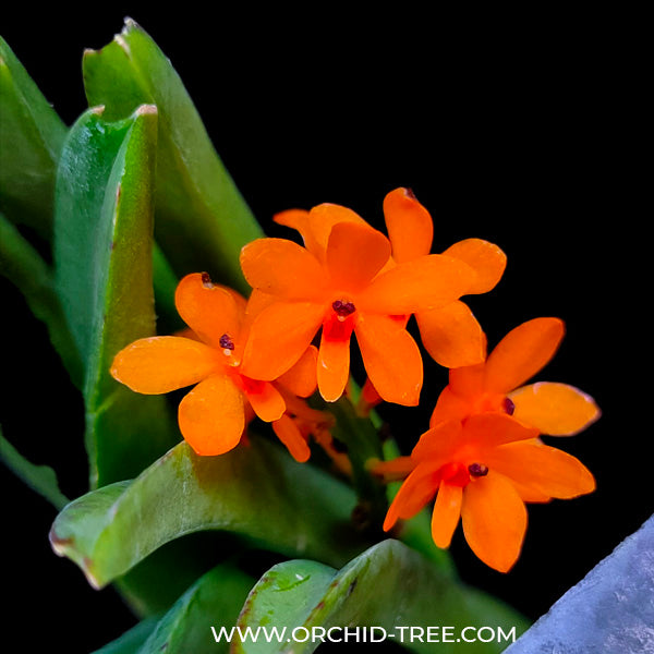 Vanda (Asco.) miniatum sp. - BS