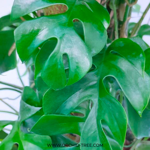 Rhaphidophora Tetrasperma | Mini Monstera