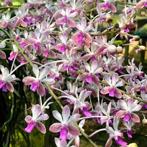 Seidenfadenia mitrata x Vanda lamellata - BS