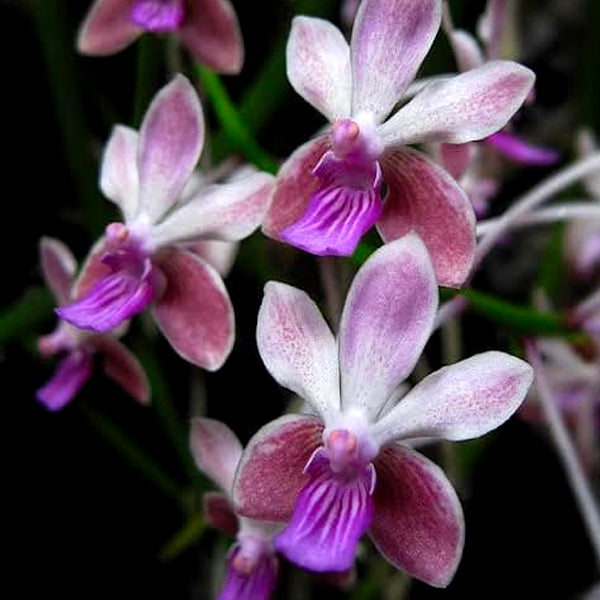 Seidenfadenia mitrata x Vanda lamellata - BS