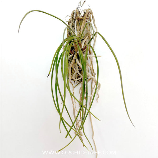 Seidenfadenia mitrata 'yellow' sp.- FF