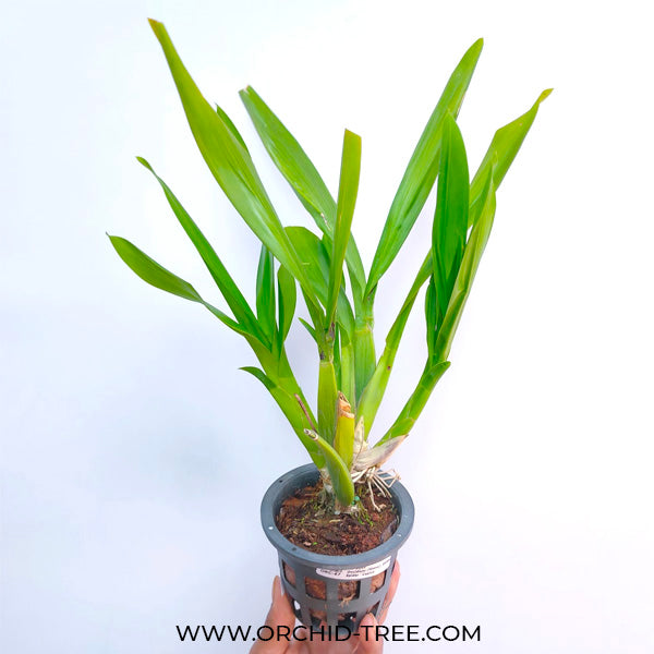 Oncidium (Bratonia) Golden Spider 'Copius' - FF (3 Spikes)