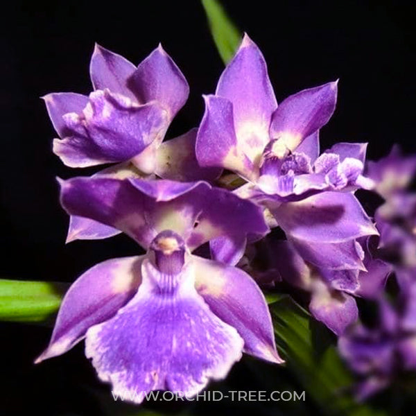 Zygonesia Murasaki Komachi Orchid Plant - BS