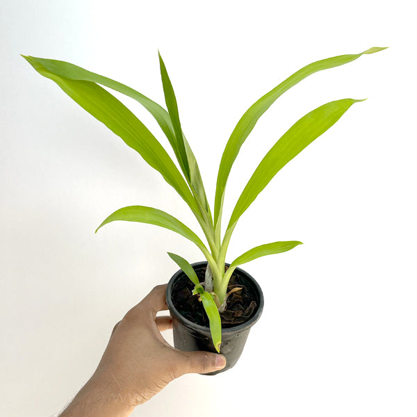 Catasetum (FDK.) No Doubt - BS